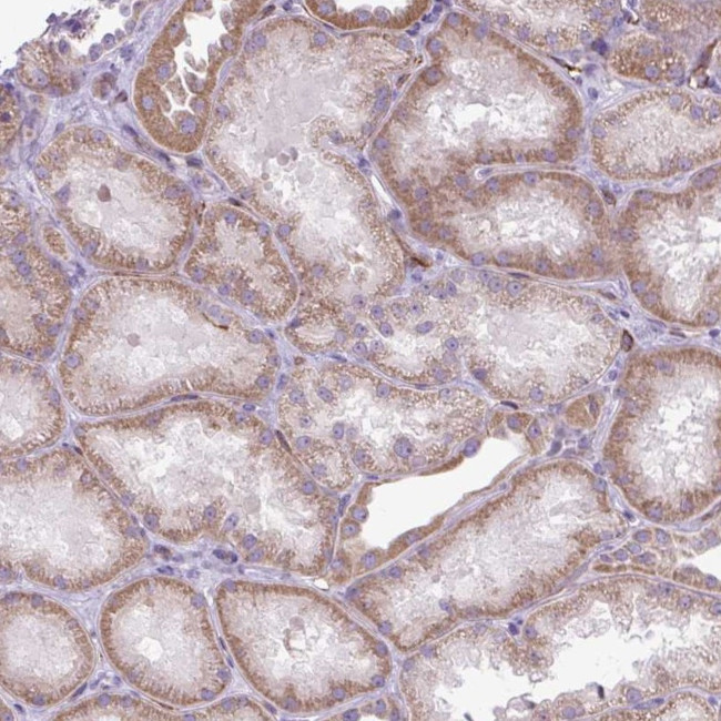 RNASE10 Antibody in Immunohistochemistry (Paraffin) (IHC (P))