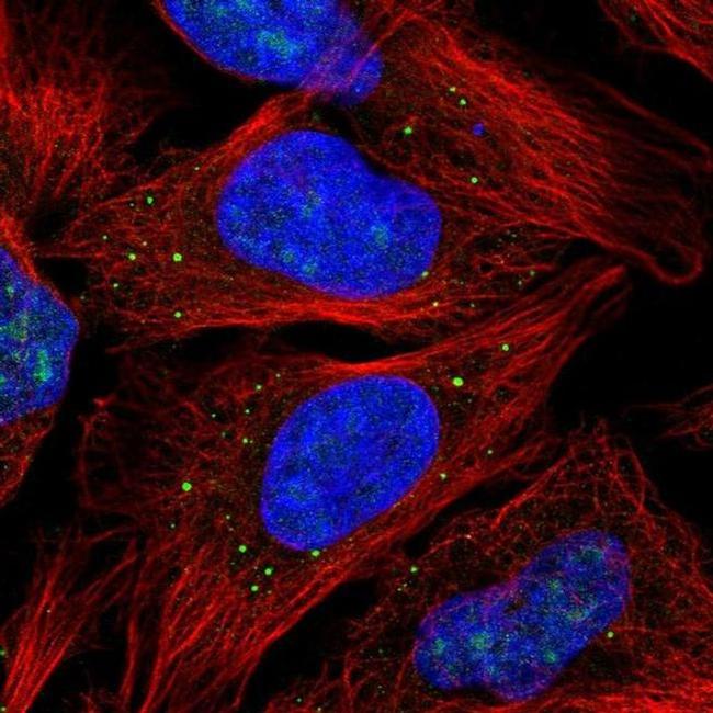 CAMLG Antibody in Immunocytochemistry (ICC/IF)