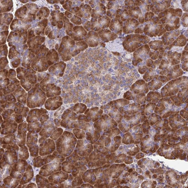 RNF10 Antibody in Immunohistochemistry (Paraffin) (IHC (P))