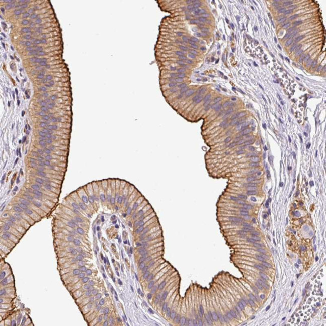 OR11H4 Antibody in Immunohistochemistry (Paraffin) (IHC (P))