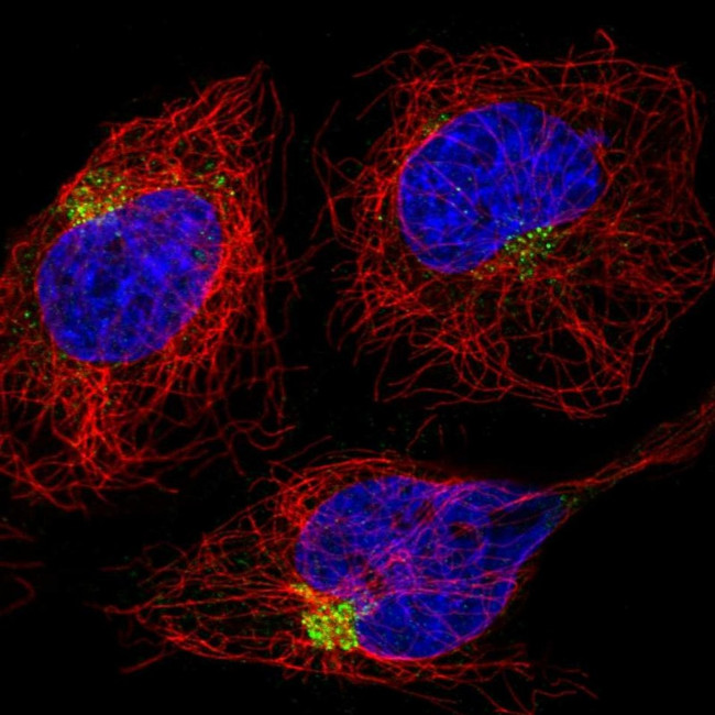 DENND5A Antibody in Immunocytochemistry (ICC/IF)