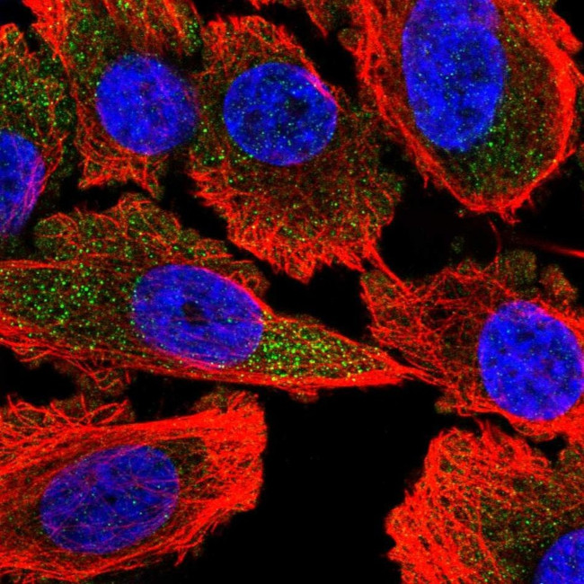 ATP8A1 Antibody in Immunocytochemistry (ICC/IF)