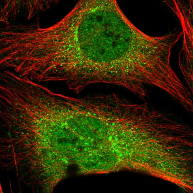 ZNF569 Antibody in Immunocytochemistry (ICC/IF)