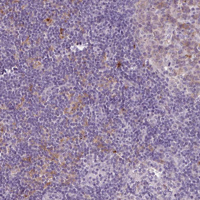 C9orf24 Antibody in Immunohistochemistry (Paraffin) (IHC (P))