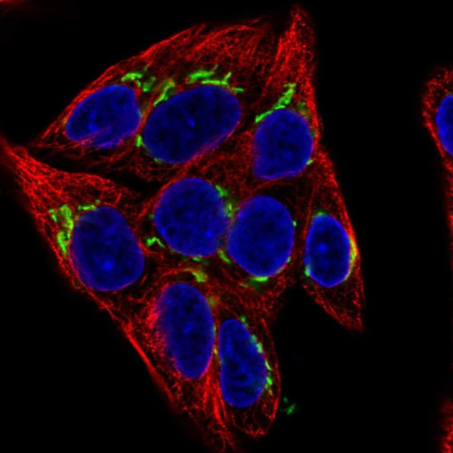 MAN1A1 Antibody in Immunocytochemistry (ICC/IF)