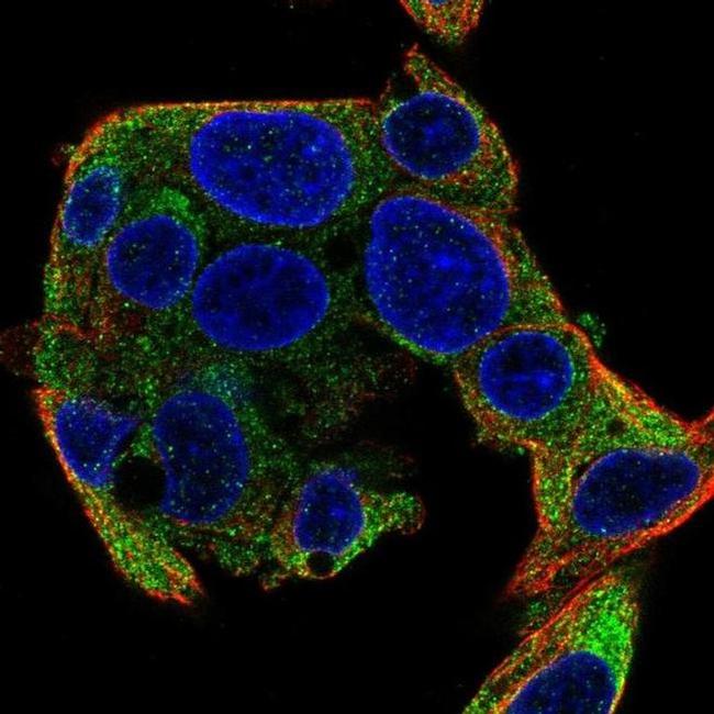 SEC63 Antibody in Immunocytochemistry (ICC/IF)