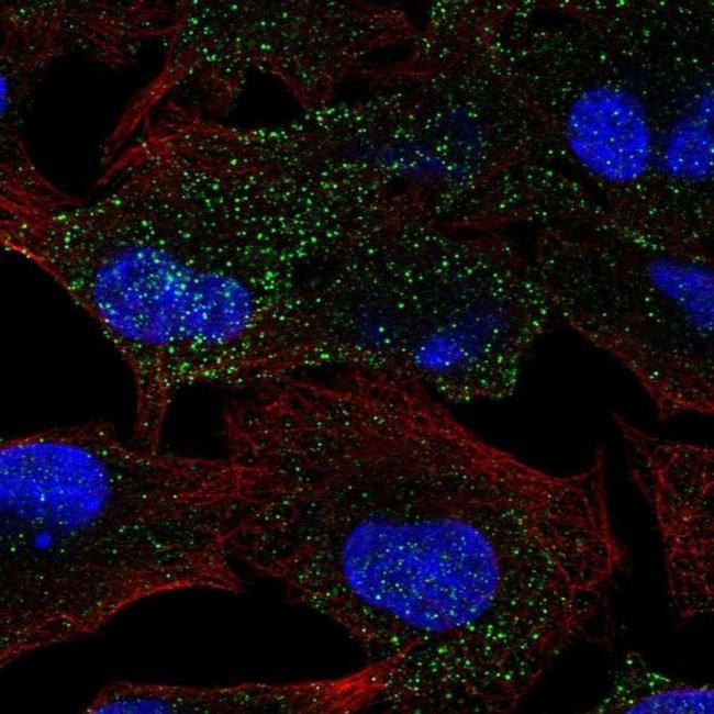 MANBA Antibody in Immunocytochemistry (ICC/IF)