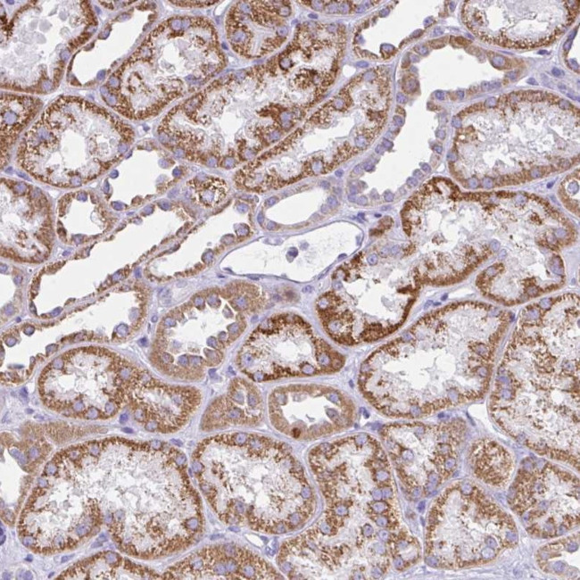 SLC13A1 Antibody in Immunohistochemistry (Paraffin) (IHC (P))