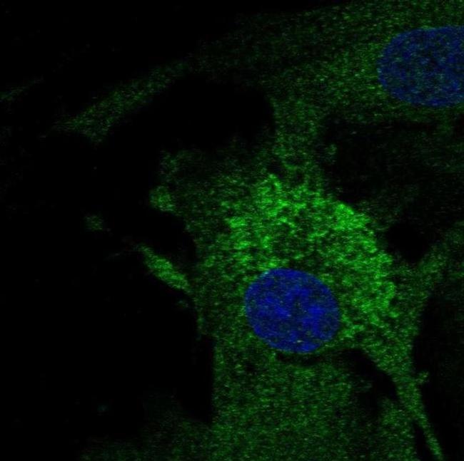 MFAP4 Antibody in Immunocytochemistry (ICC/IF)