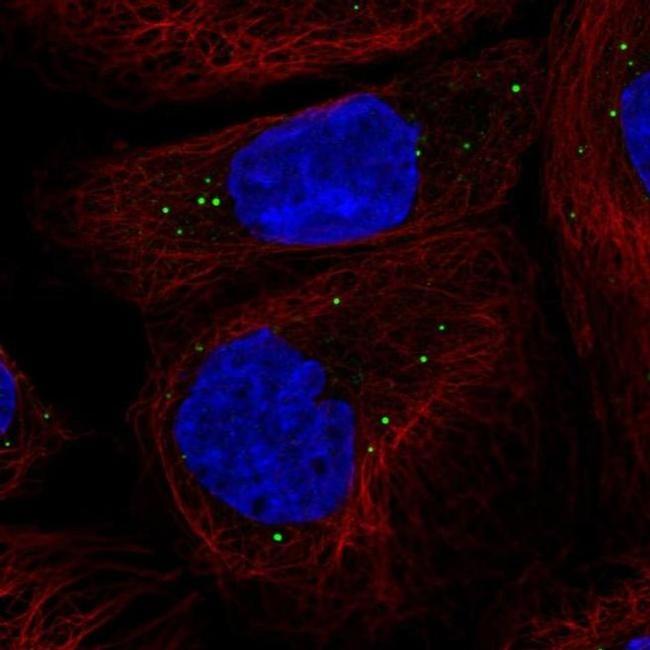 CCDC93 Antibody in Immunocytochemistry (ICC/IF)