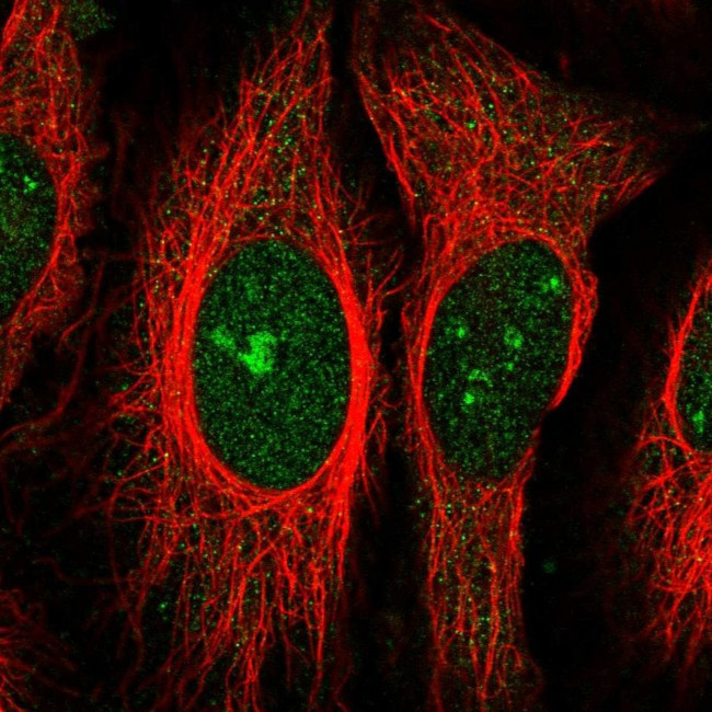 ZNF106 Antibody in Immunocytochemistry (ICC/IF)