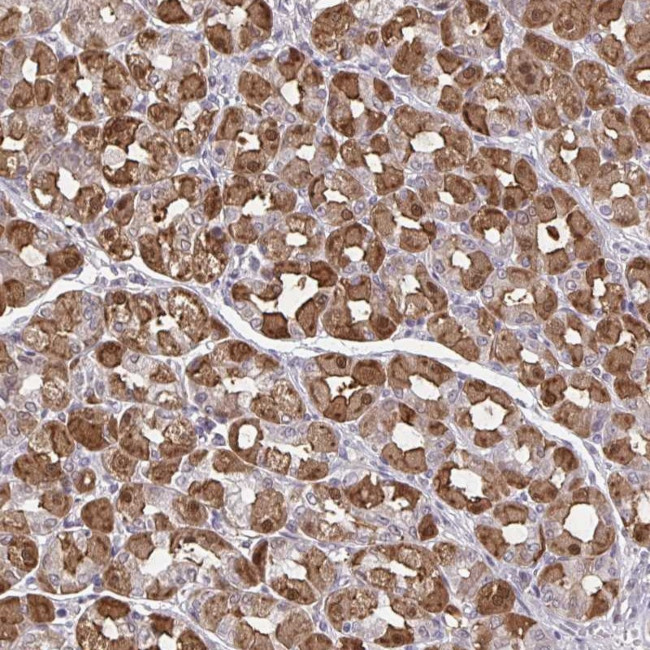 MDH1 Antibody in Immunohistochemistry (Paraffin) (IHC (P))