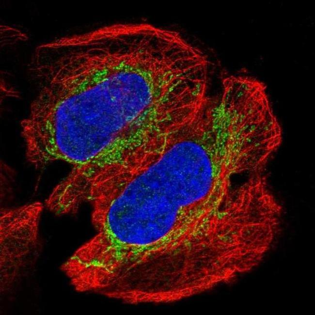 NDUFAB1 Antibody in Immunocytochemistry (ICC/IF)