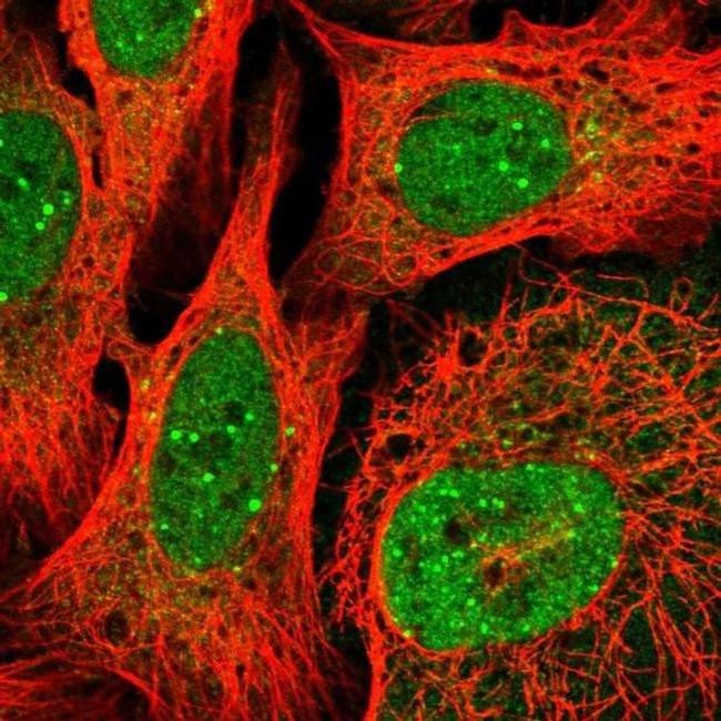 PQLC2L Antibody in Immunocytochemistry (ICC/IF)