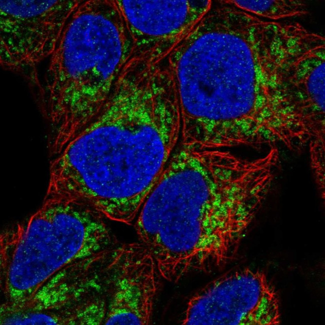 MAOA Antibody in Immunocytochemistry (ICC/IF)