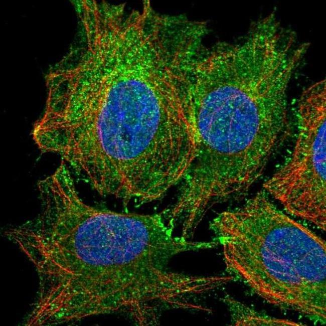 PTPRK Antibody in Immunocytochemistry (ICC/IF)