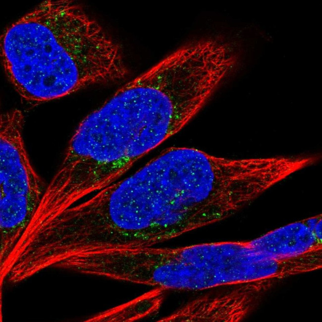 PTPRD Antibody in Immunocytochemistry (ICC/IF)