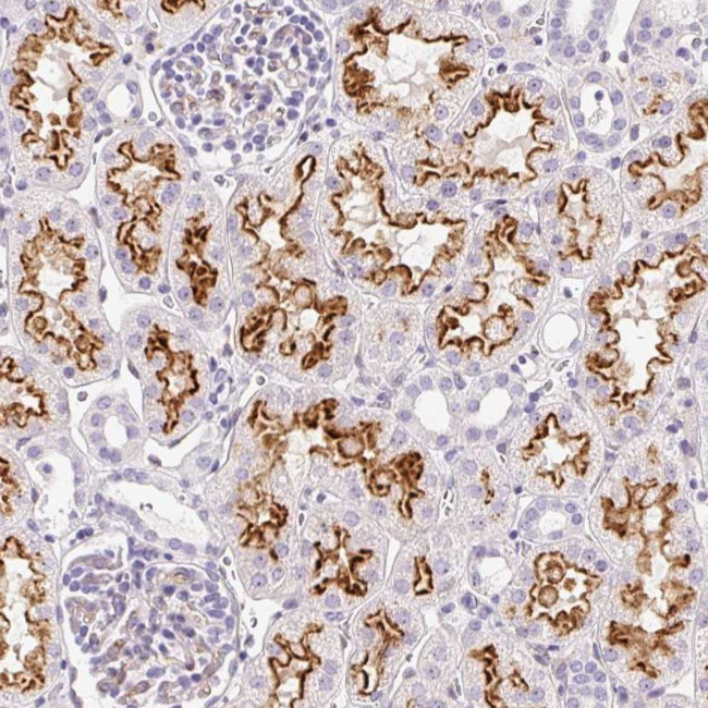 ASB4 Antibody in Immunohistochemistry (Paraffin) (IHC (P))