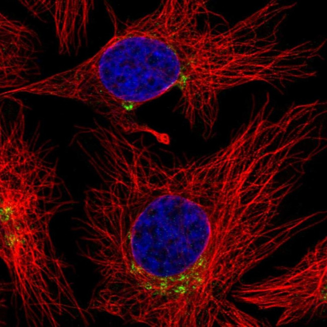 SCLY Antibody in Immunocytochemistry (ICC/IF)