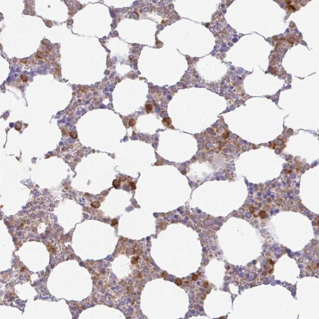 Azurocidin Antibody in Immunohistochemistry (Paraffin) (IHC (P))