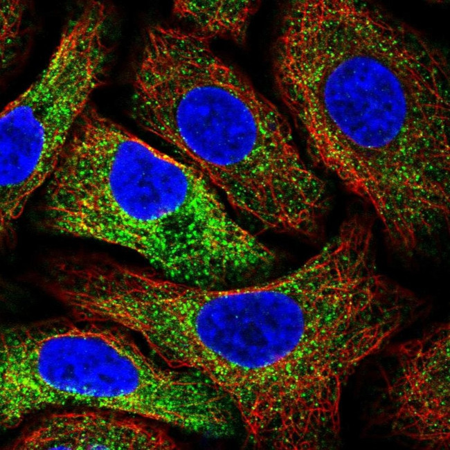 MIA3 Antibody in Immunocytochemistry (ICC/IF)