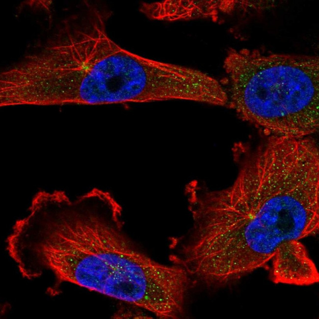 KIFC1 Antibody in Immunocytochemistry (ICC/IF)