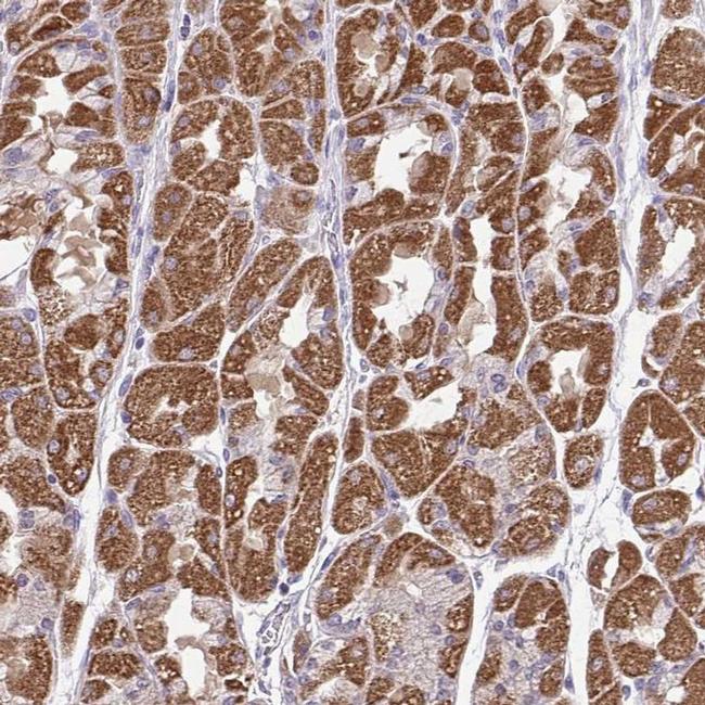 BRP44 Antibody in Immunohistochemistry (IHC)