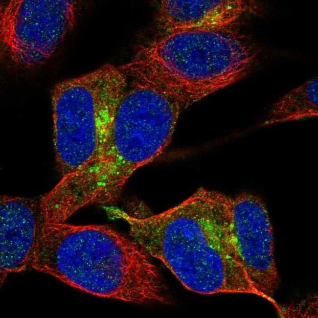 NSG2 Antibody in Immunocytochemistry (ICC/IF)