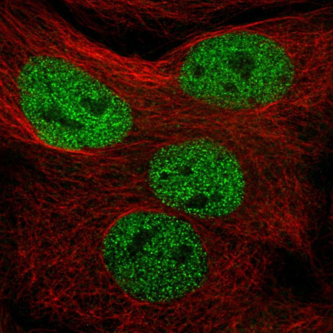 MMS19 Antibody in Immunocytochemistry (ICC/IF)