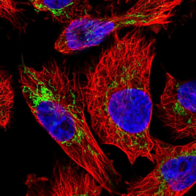 PYCR2 Antibody in Immunocytochemistry (ICC/IF)