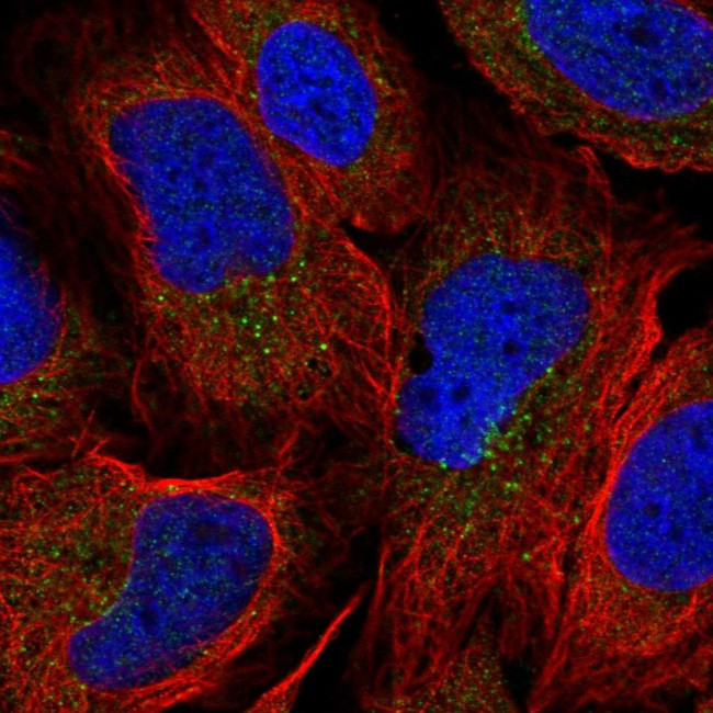 OXLD1 Antibody in Immunocytochemistry (ICC/IF)