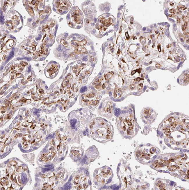 FKBP10 Antibody in Immunohistochemistry (Paraffin) (IHC (P))