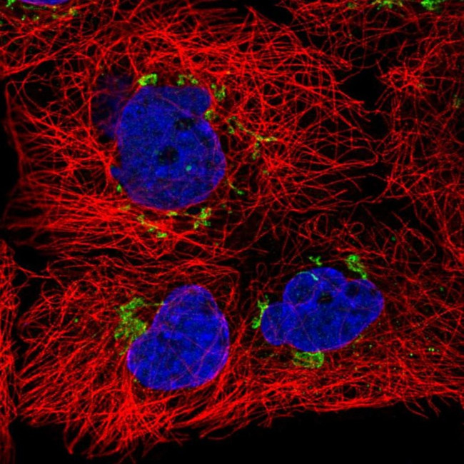 SLC30A6 Antibody in Immunocytochemistry (ICC/IF)