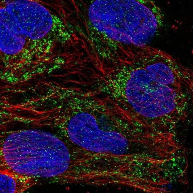 MRPL11 Antibody in Immunocytochemistry (ICC/IF)