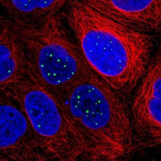 RASL11B Antibody in Immunocytochemistry (ICC/IF)