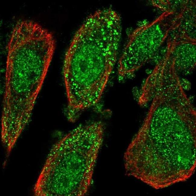 IL-37 Antibody in Immunocytochemistry (ICC/IF)