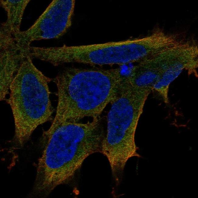 LIX1 Antibody in Immunocytochemistry (ICC/IF)