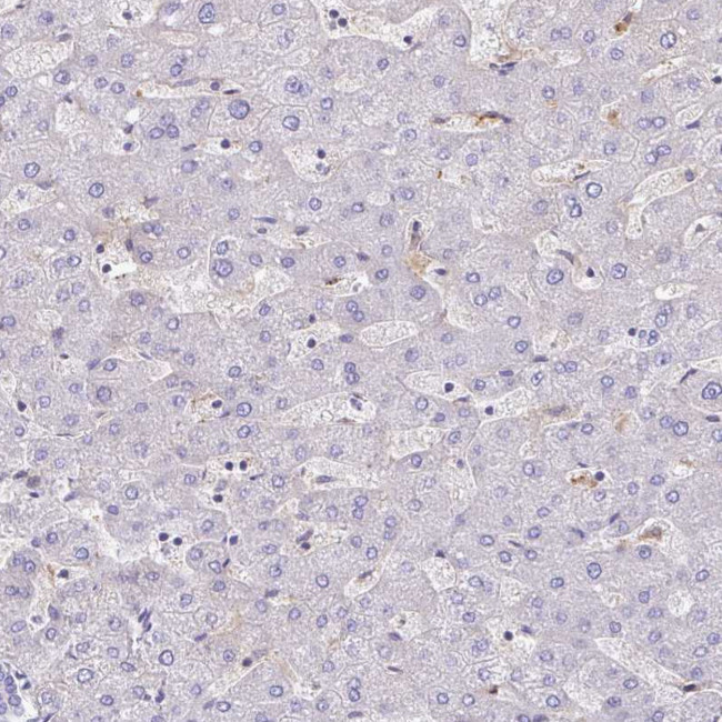 GRID2 Antibody in Immunohistochemistry (Paraffin) (IHC (P))