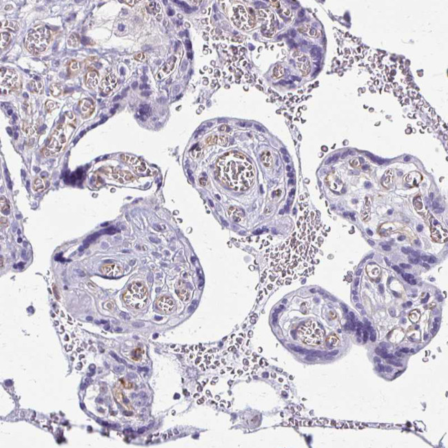 NGB Antibody in Immunohistochemistry (Paraffin) (IHC (P))