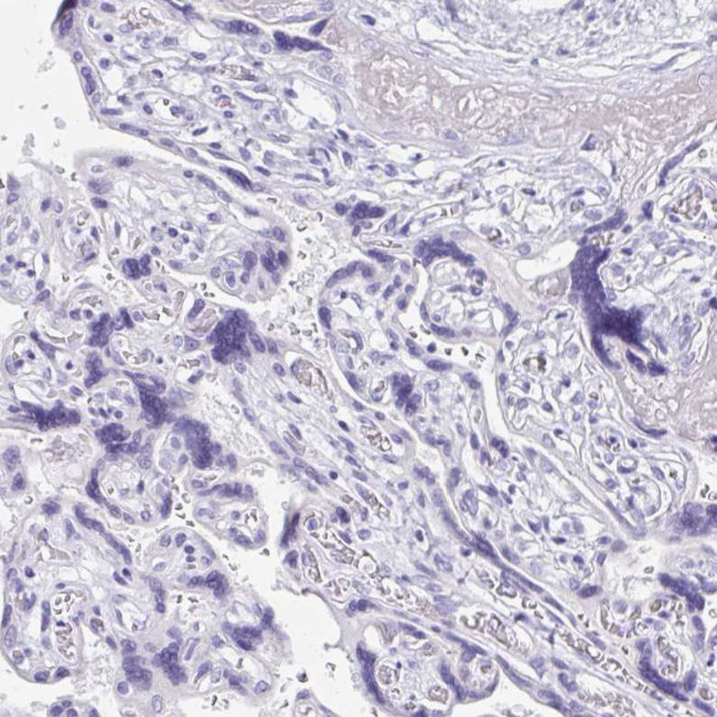 ZPBP Antibody in Immunohistochemistry (Paraffin) (IHC (P))