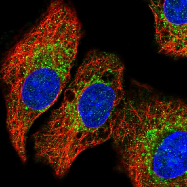 QDPR Antibody in Immunocytochemistry (ICC/IF)