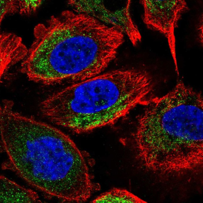 NDUFA7 Antibody in Immunocytochemistry (ICC/IF)