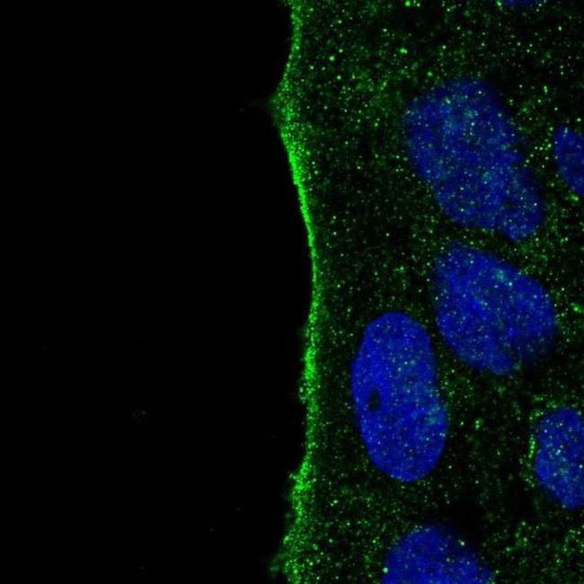 IYD Antibody in Immunocytochemistry (ICC/IF)