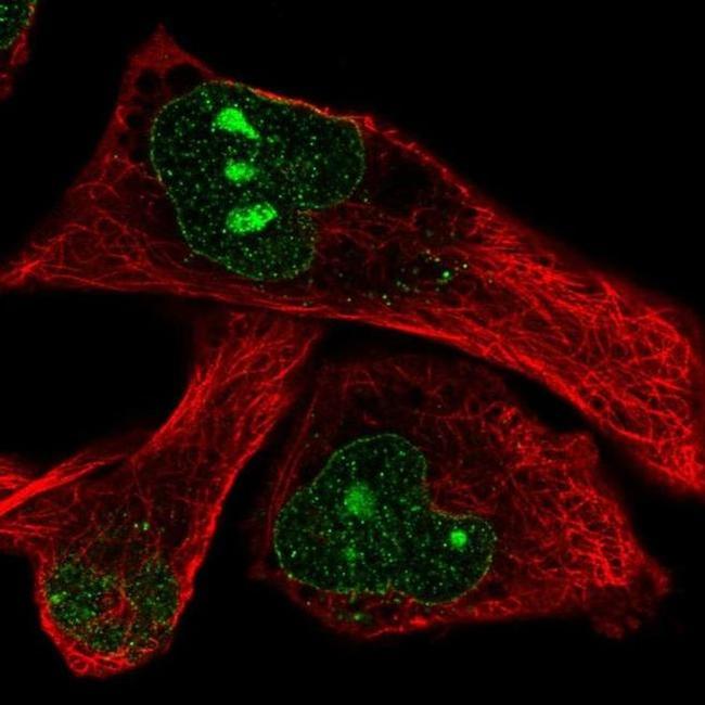 DOCK11 Antibody in Immunocytochemistry (ICC/IF)