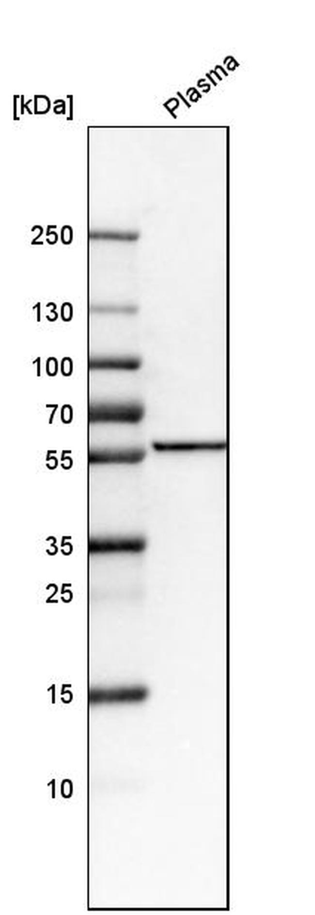 FKRP Antibody in Western Blot (WB)