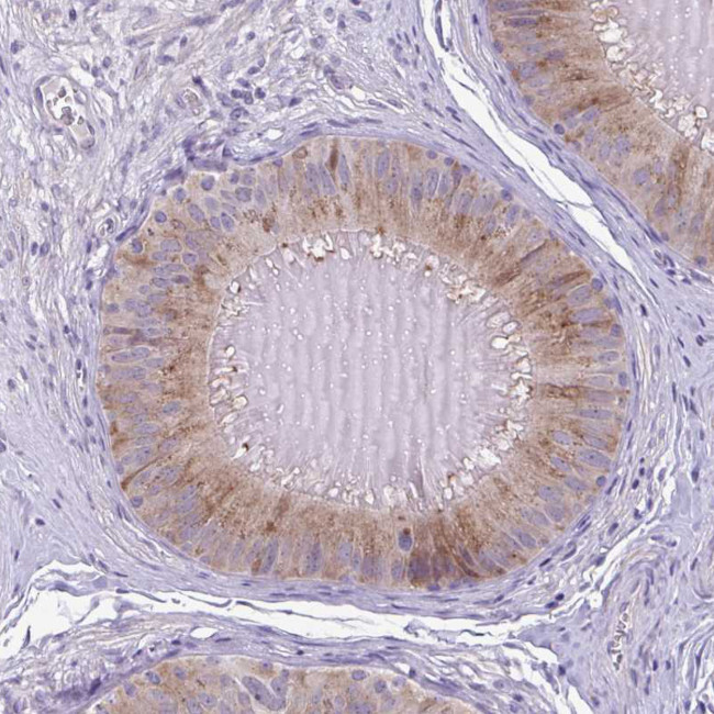 SLC30A3 Antibody in Immunohistochemistry (Paraffin) (IHC (P))