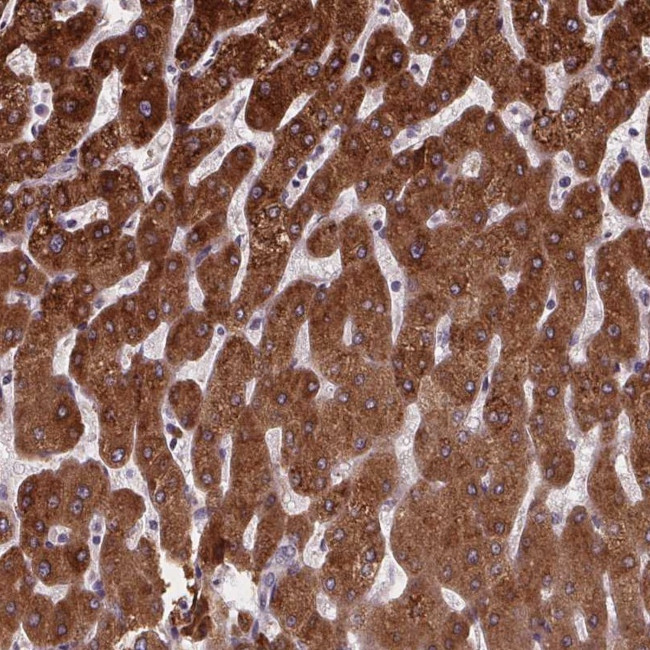 NDST1 Antibody in Immunohistochemistry (Paraffin) (IHC (P))