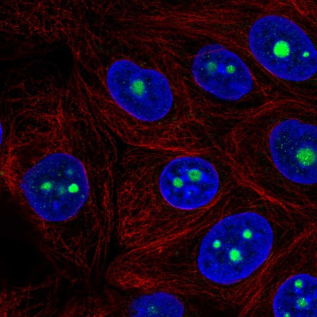 RRS1 Antibody in Immunocytochemistry (ICC/IF)