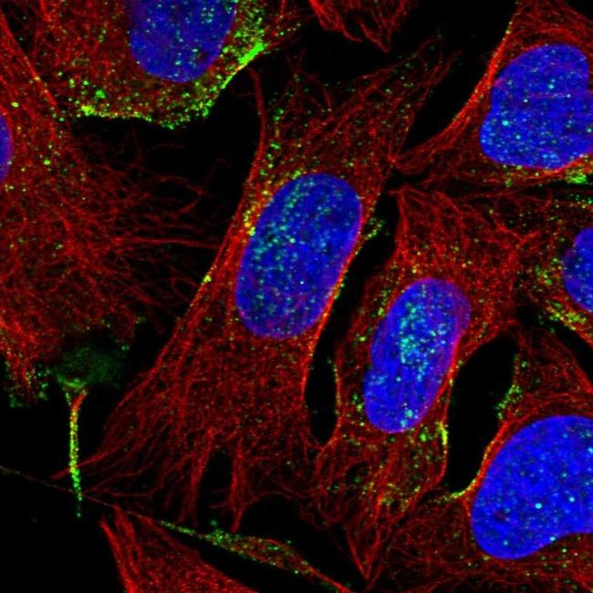 EGFL8 Antibody in Immunocytochemistry (ICC/IF)