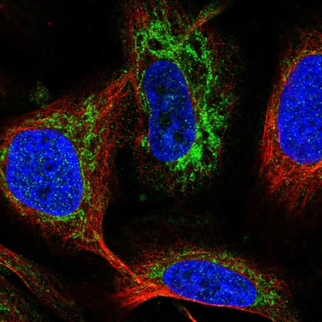 FDX1 Antibody in Immunocytochemistry (ICC/IF)